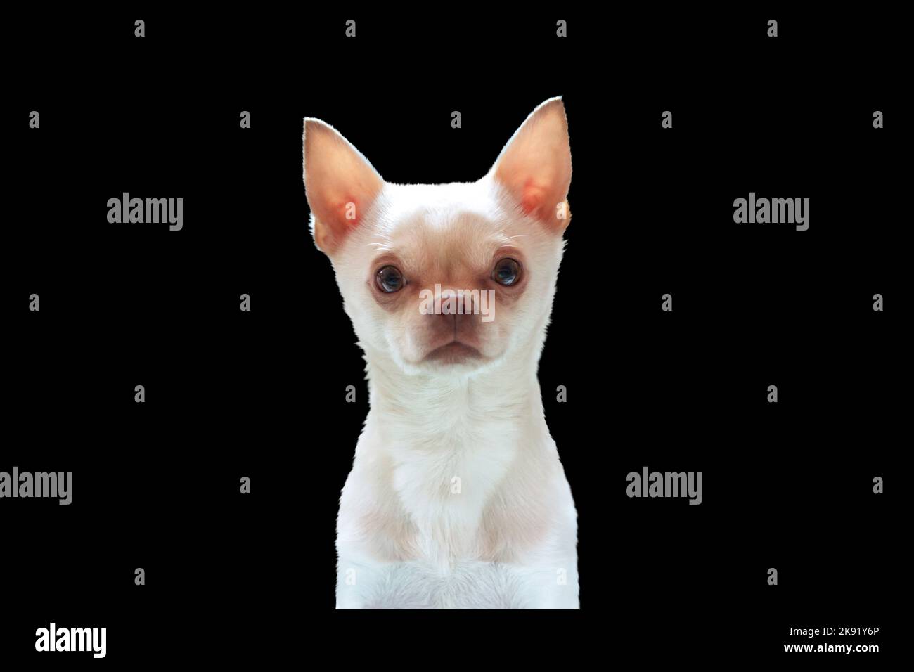 piccolo cane chihuahua bianco isolato su nero Foto Stock