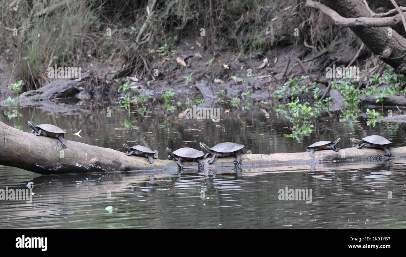 Murray tartarughe a collo corto basking sul log in Hacking River Sydney Australia Foto Stock