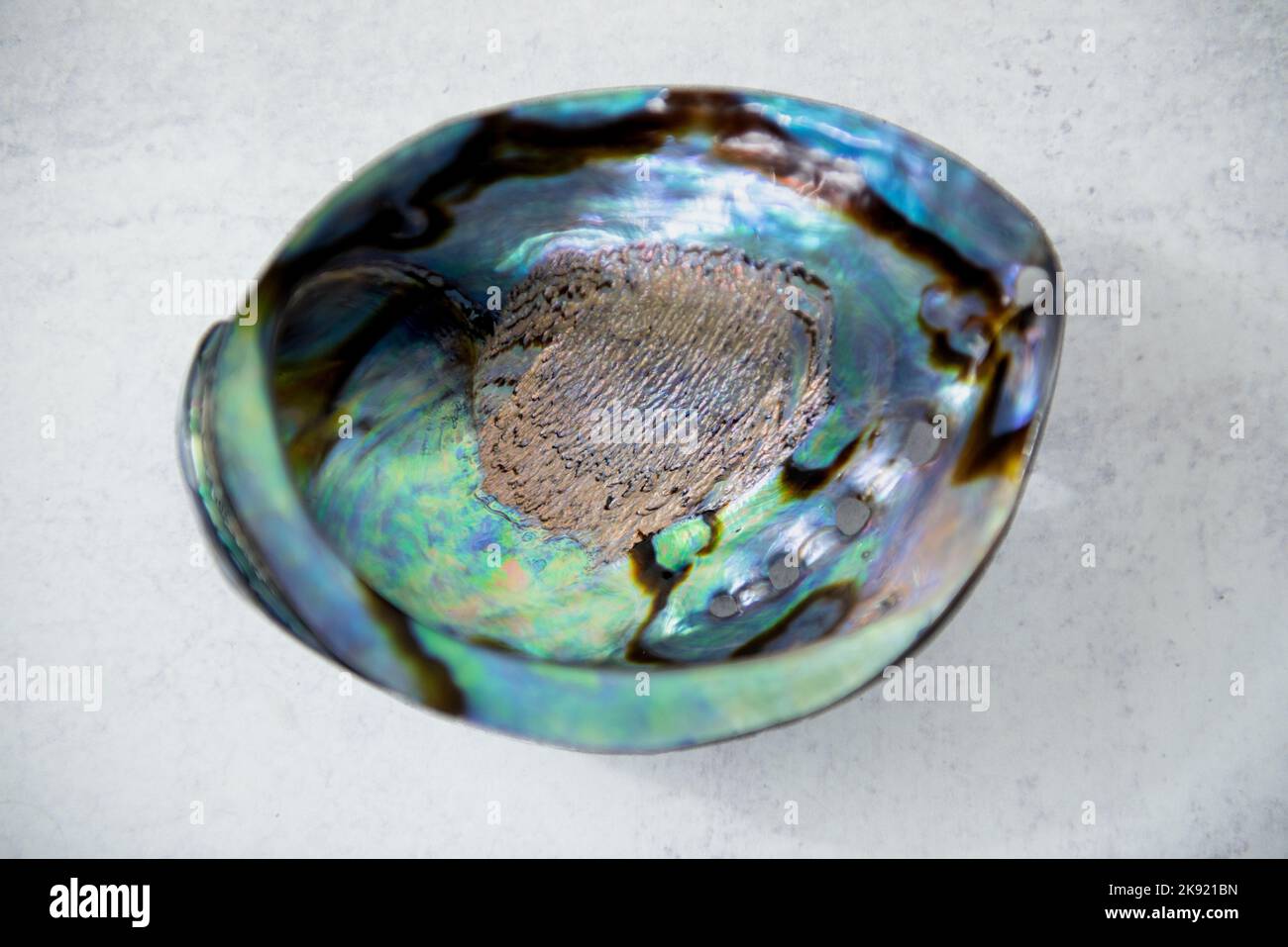 Guscio lucido Paua su fondo in cemento chiaro. Primo piano con l'ombra. Paua è Maori per abalone. Foto Stock