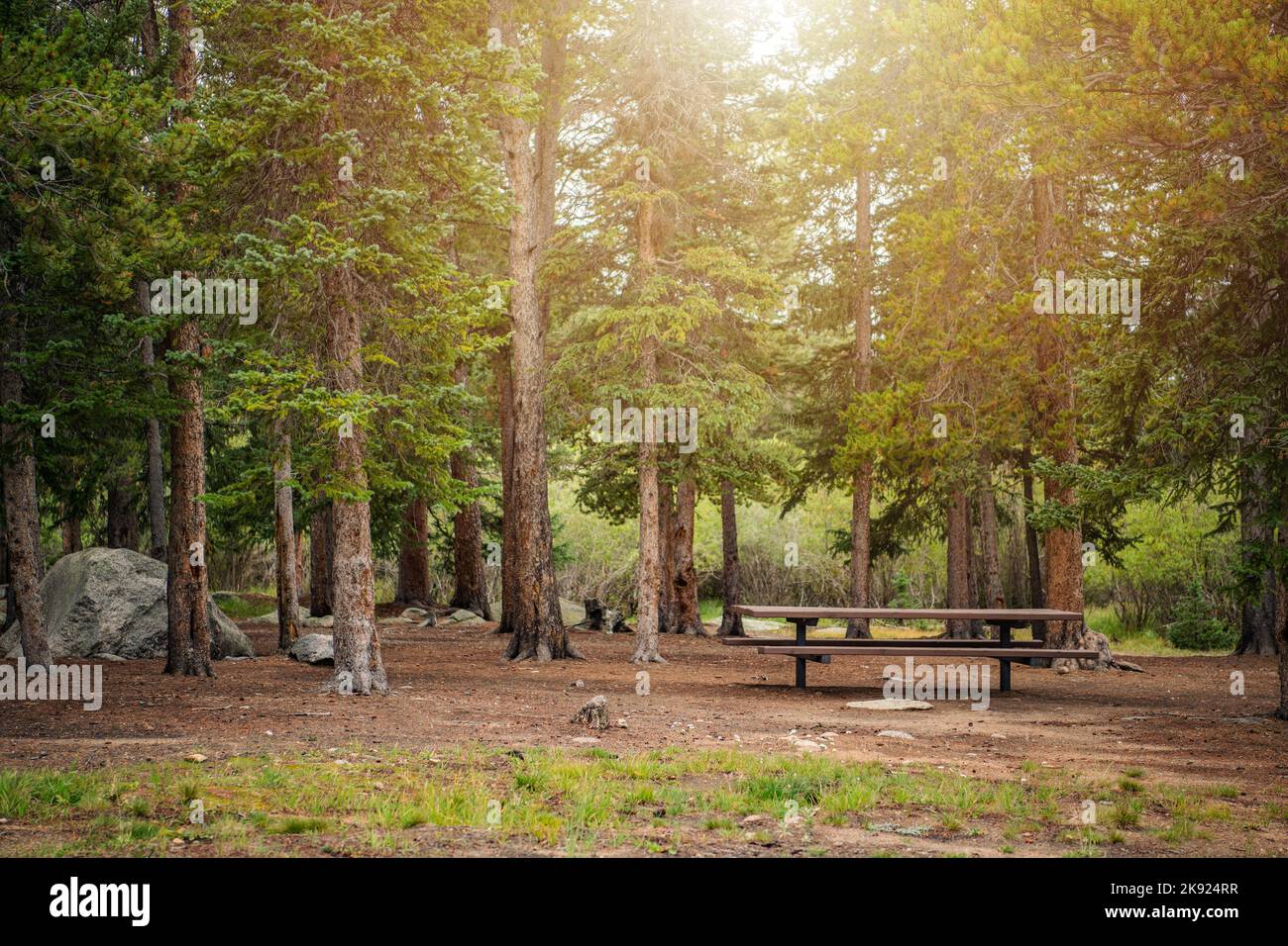Foresta di conifere sempreverdi tranquilla e calma senza persone intorno. Sun Breaking attraverso i rami. Panca di legno tra gli alberi. Foto Stock
