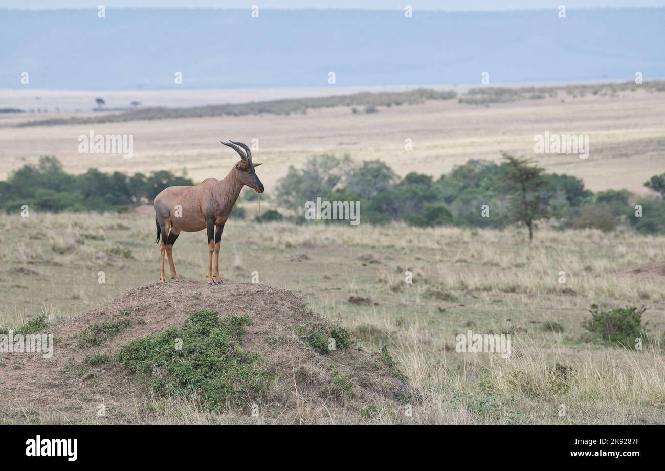 Topi (Damaliscus lunatus) in piedi su un tumulo, possibilmente per pubblicizzare il territorio Foto Stock