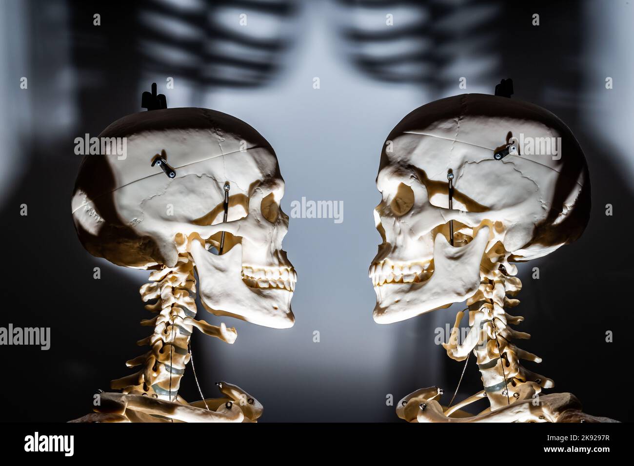 Due scheletri illuminati dal basso creando un concetto drammatico che può illustrare un certo numero di storie mediche o spettrali. Foto Stock