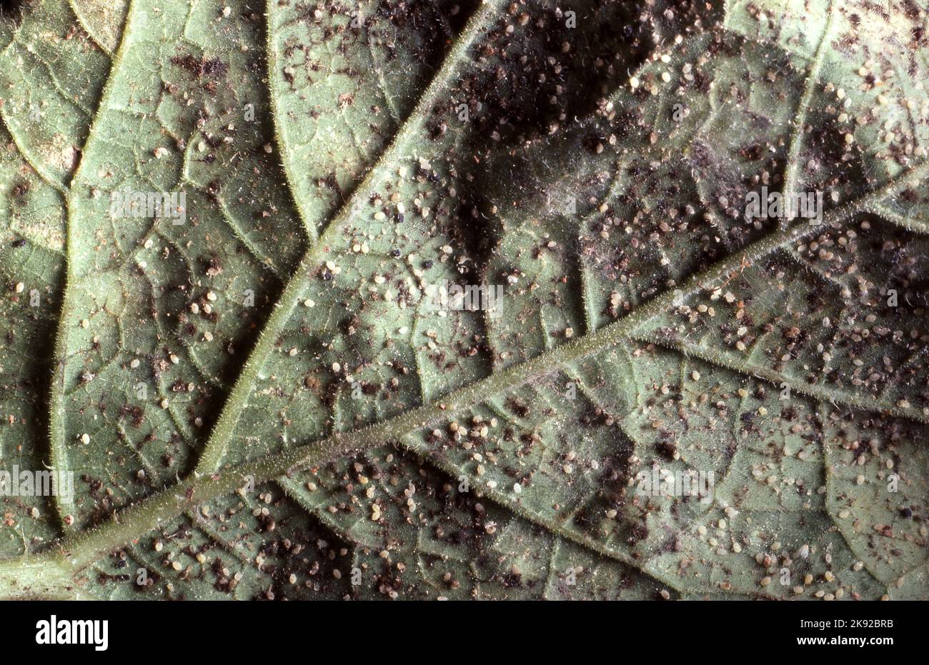 PARTE INFERIORE DI UNA FOGLIA DI CAVOLO CHE MOSTRA INFESTAZIONE DI AFIDI DI CAVOLO (BREVICORYNE BRASSICAE) UN ORGANISMO NOCIVO CHE SUCCHIA LINI A COLTURE AGRICOLE E PIANTE DA GIARDINO. Foto Stock