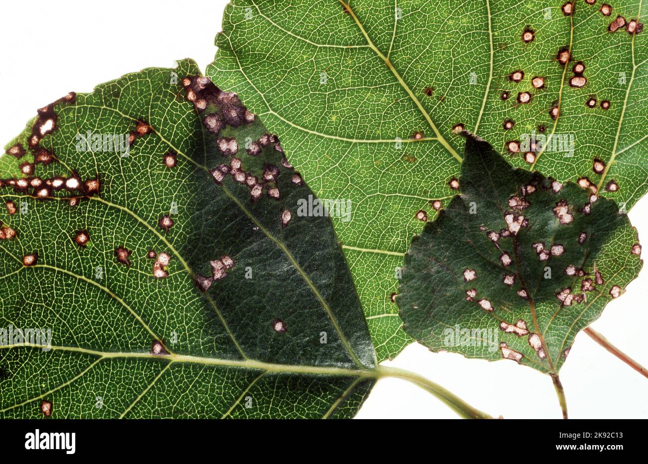 IMMAGINE DI STUDIO SU SFONDO BIANCO CHE MOSTRA MACCHIE MARRONI ANTHRACNOSE (SPHACELOMA POPULI) SULLE FOGLIE DI UN ALBERO DI PIOPPO (POPULUS). AUSTRALIA. Foto Stock