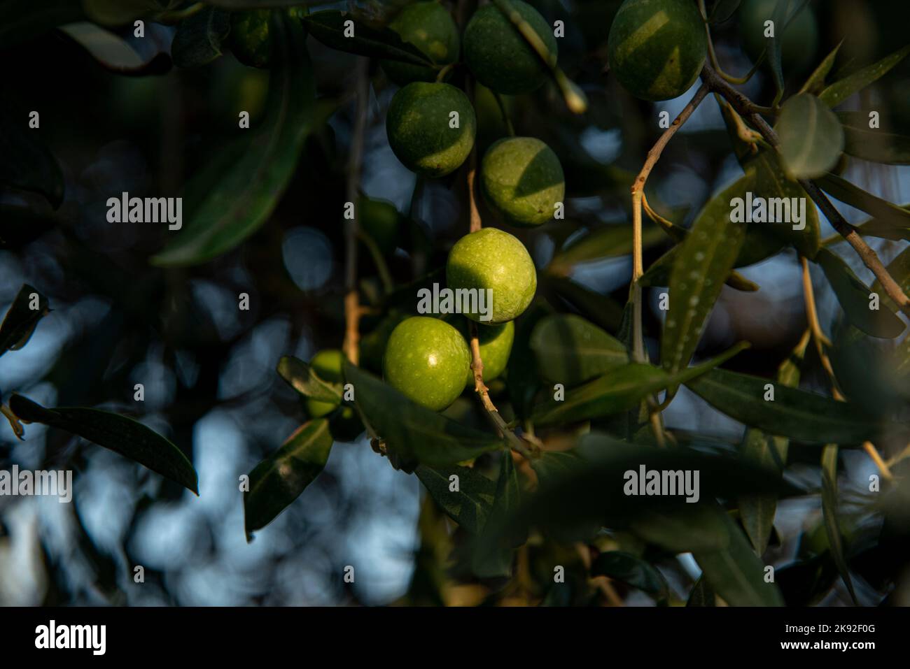 Olive Mediterrene alberi e cielo blu Foto Stock