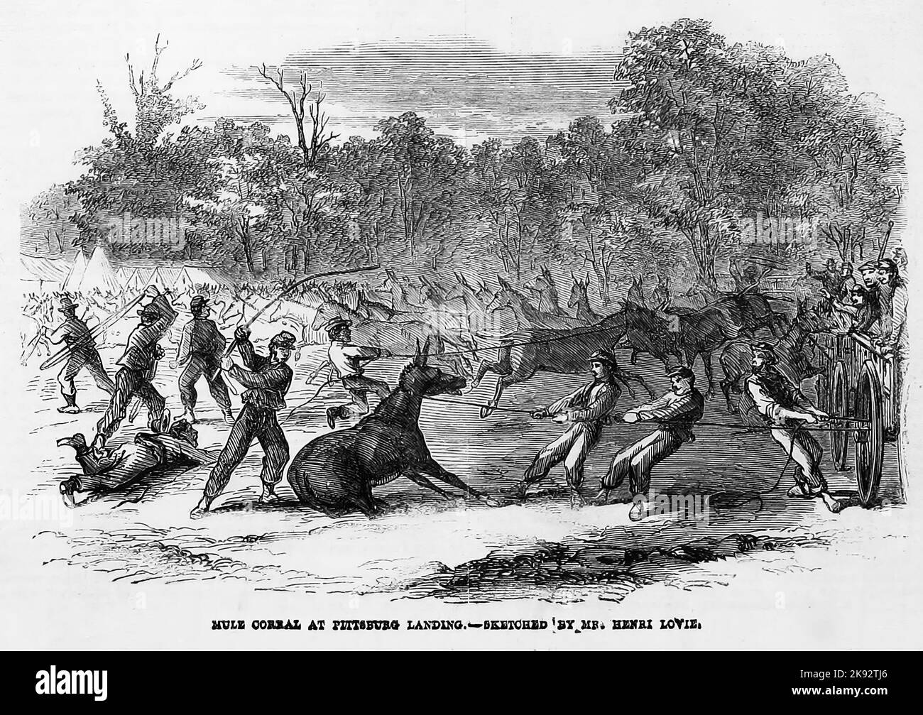 Mule Corral a Pittsburg Landing, Tennessee. Ottobre 1862. Illustrazione della guerra civile americana del 19th° secolo dal quotidiano illustrato di Frank Leslie Foto Stock