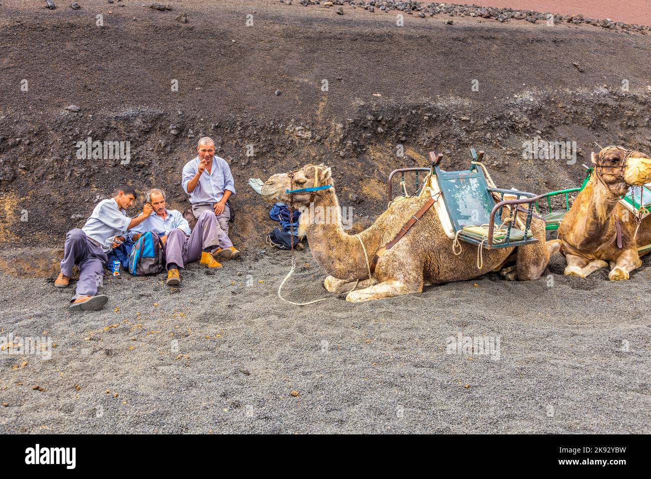 PARCO NAZIONALE DI TIMANFAYA, LANZAROTE, SPAGNA - 12 NOVEMBRE 2014: I motociclisti a dorso di cammello aspettano i turisti guidati dalla gente del posto attraverso il famoso Timanfaya Nat Foto Stock