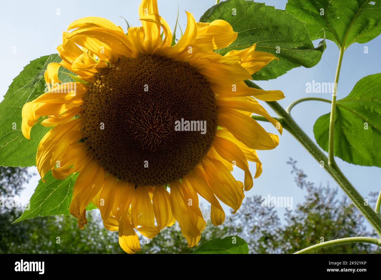 Port Townsend, Washington, Stati Uniti. Piante di girasole alte Foto Stock