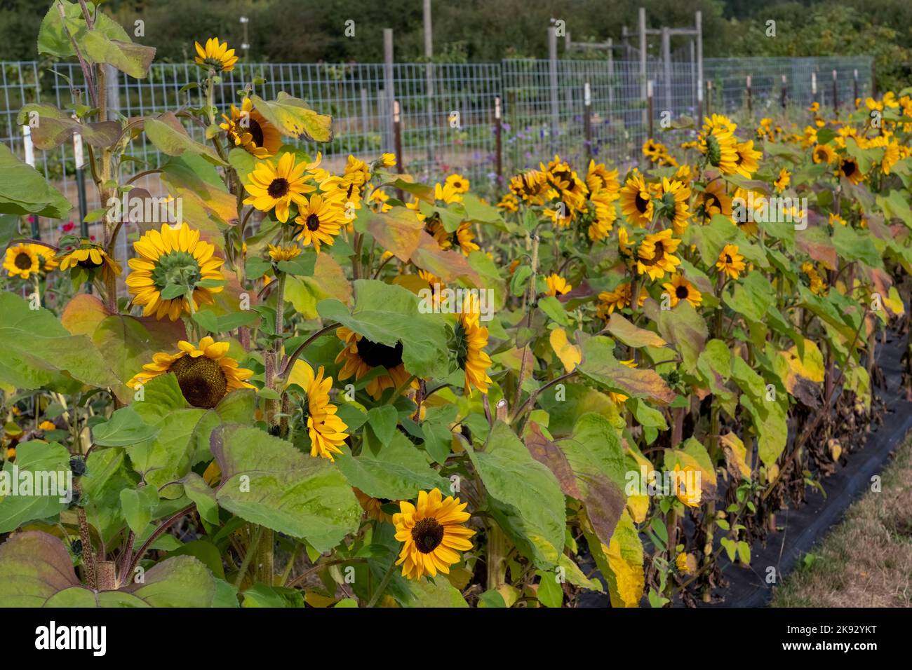 Port Townsend, Washington, Stati Uniti. Fila di girasoli in un giardino fiorito commerciale Foto Stock