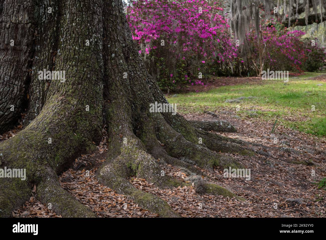 Primo piano del tronco e radici di una quercia viva con cespugli azalei in fiore sullo sfondo Foto Stock