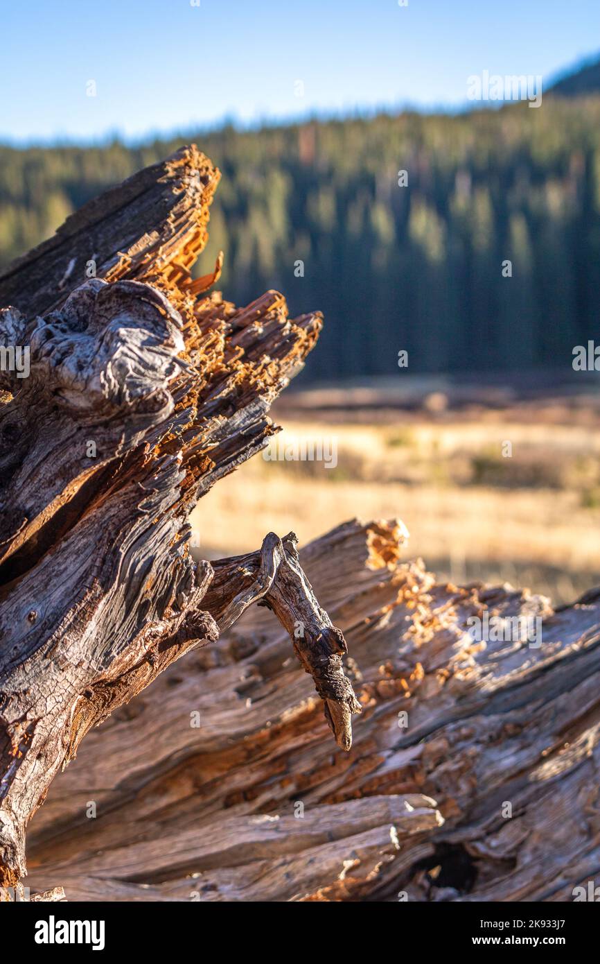 Un tronco rotto nella zona della natura selvaggia di Santa Croce fuori di Vail Colorado preso nel tempo di caduta brutto. Questa foto è stata concepita per ispirare e motivare Foto Stock