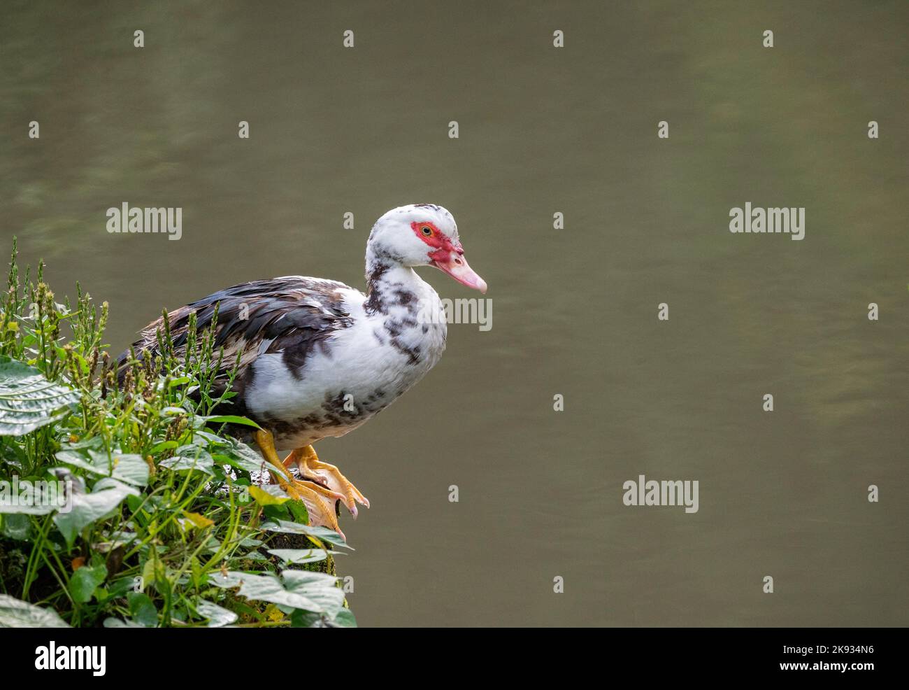 Muscovy Duck in piedi presso uno stagno a Panama - Cairina moschata Foto Stock