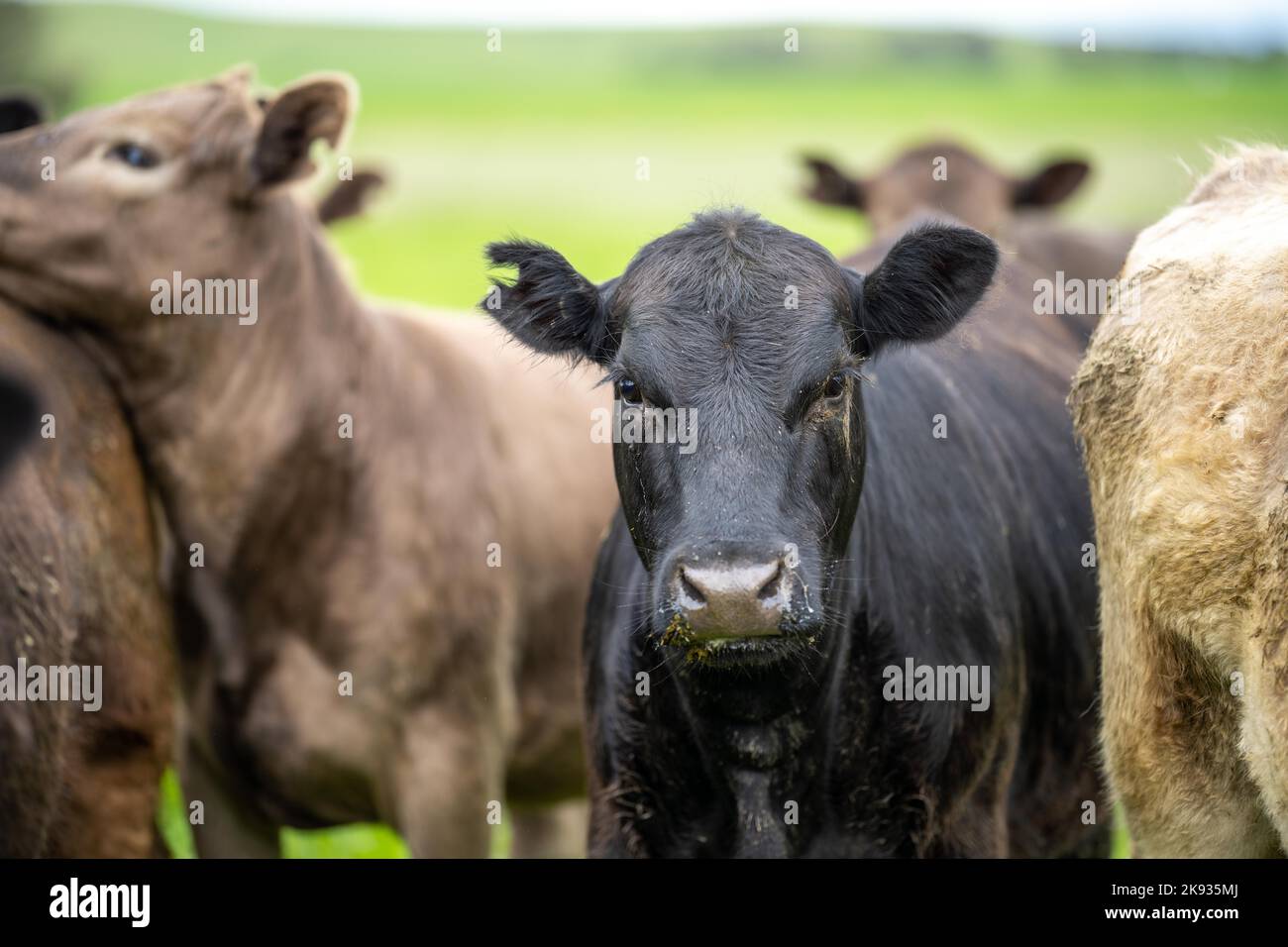 produzione di carne su un ranch biologico e mucche mangia erba Foto Stock