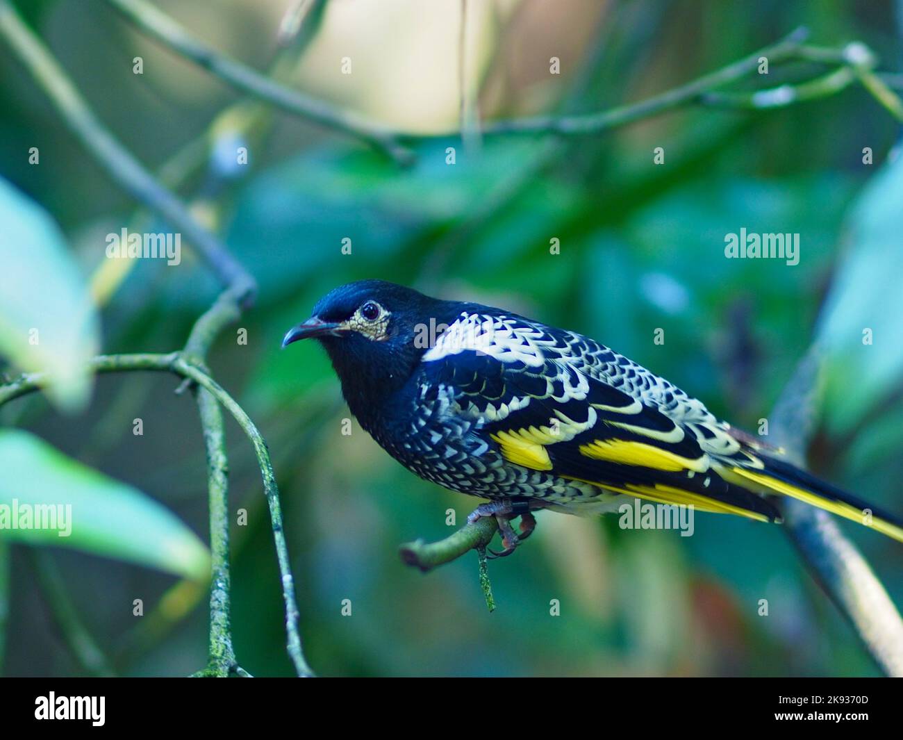 Sottile e snello, Willowy Regent Honeyater in una posa impressionante. Foto Stock