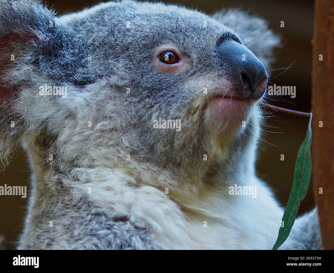 Un primo piano di un delizioso e accattivante koala nibbling sulle foglie di Eucalyptus. Foto Stock