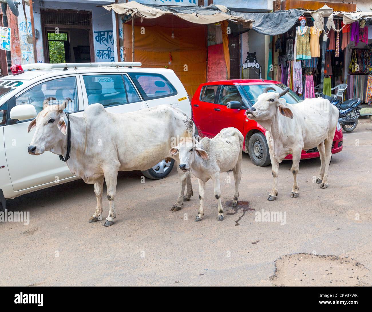 PUSHKAR, INDIA - 20 OTTOBRE 2012: Mucche passeggiando intorno nella città di Pushkar, India. La maggior parte degli Indù rispetta la mucca per la sua natura dolce che si ripreprezza Foto Stock
