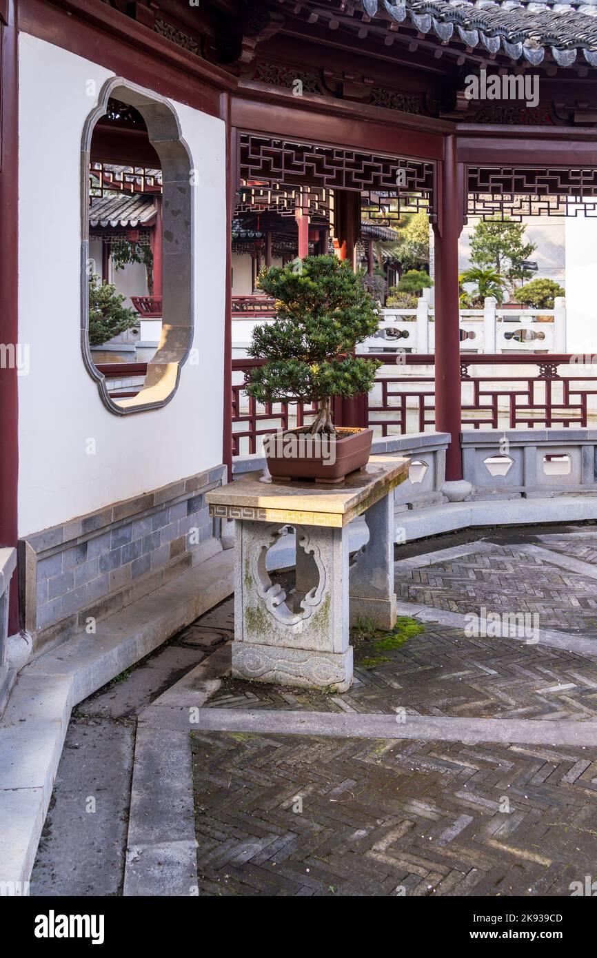 Originale arte cinese tradizionale penjing o penzai. Paesaggio vivente in miniatura. Mini albero Bonsai Foto Stock