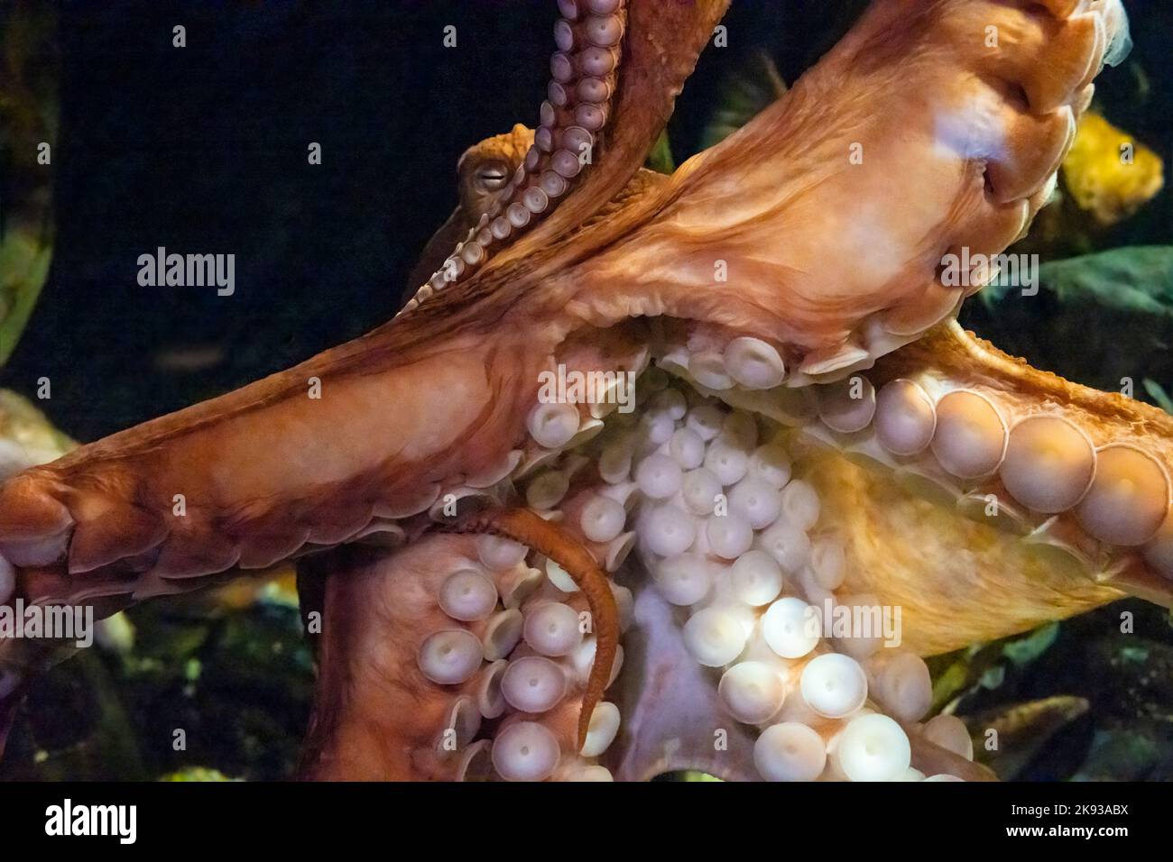Polipo gigante del Pacifico (Enteroctopus dofleini) presso il Georgia Aquarium nel centro di Atlanta, Georgia. (USA) Foto Stock
