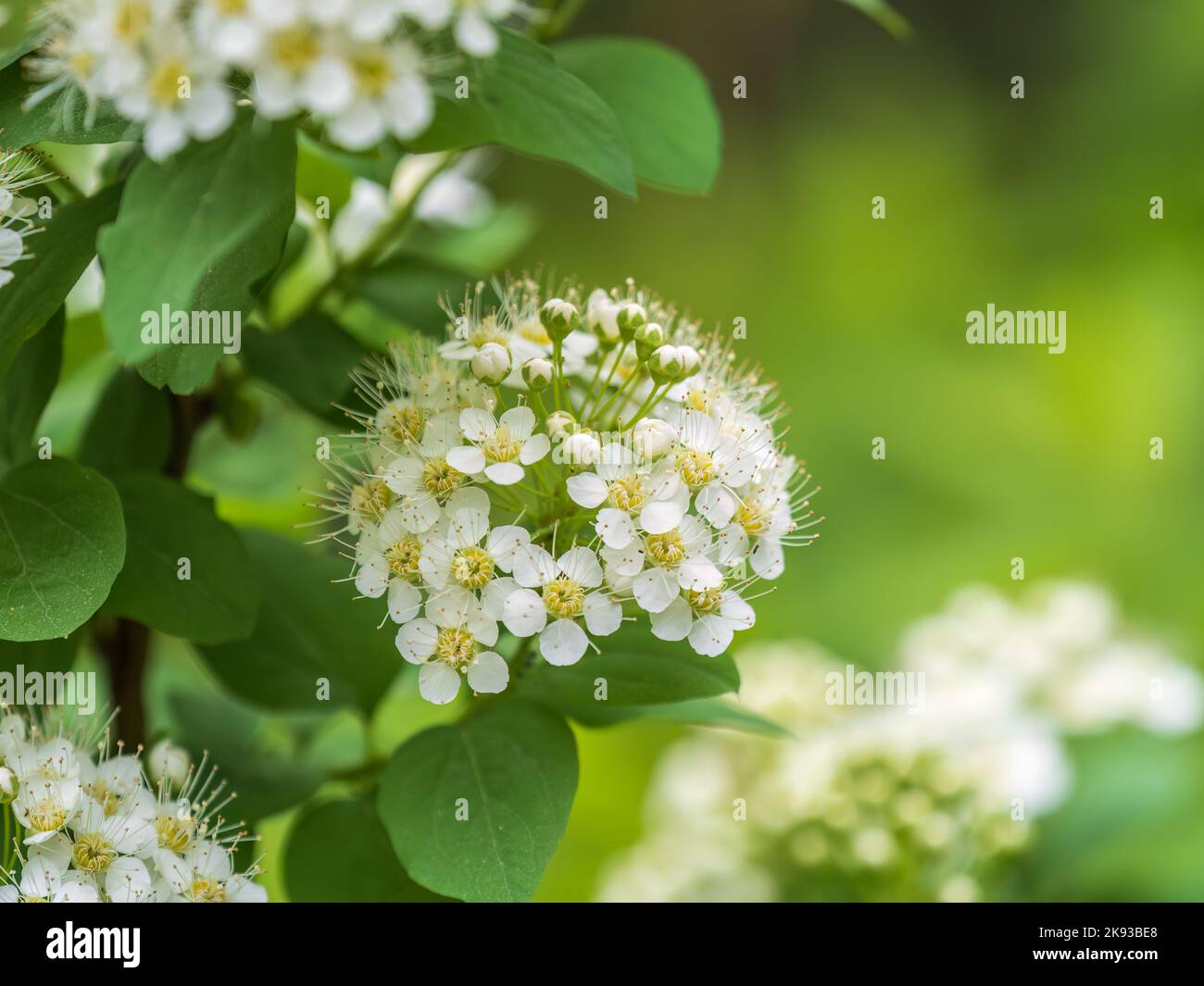 Spiraea chamaedryfolia o germander meadowdolce o spirea alce fiori bianchi con fondo verde. Magnifico arbusto Spiraea chamaedryfolia Foto Stock