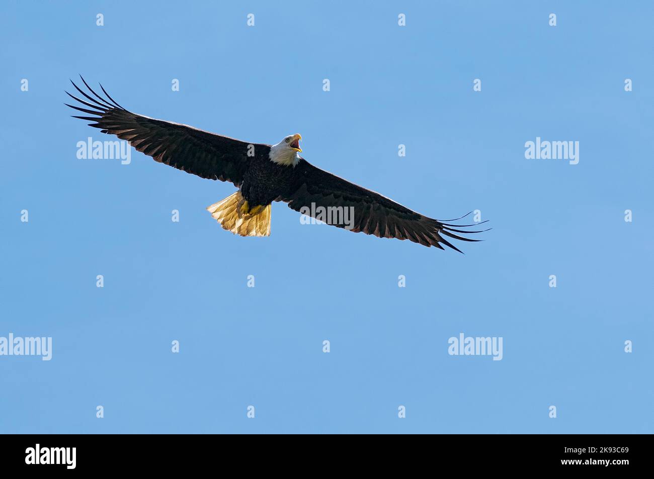 Un'aquila calva - o aquila americana (Haliaeetus leucocephalus) con le piume retroilluminate della coda, richiama mentre si alza contro un cielo blu. Foto Stock