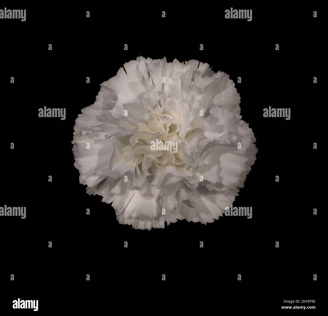 Una testa di fiore di garofano su uno sfondo nero. La testa del fiore è bianca. Foto Stock
