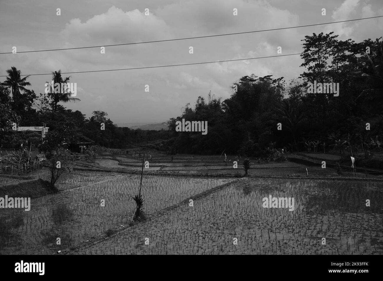 Foto in bianco e nero, Foto monocromatica di una capanna sul bordo di un risaie nella zona di Cicalengka - Indonesia Foto Stock