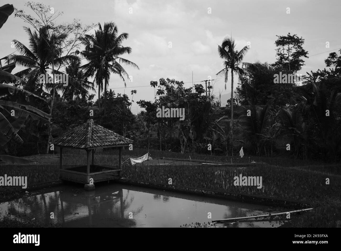 Foto in bianco e nero, Foto monocromatica di una capanna sul bordo di un risaie nella zona di Cicalengka - Indonesia Foto Stock