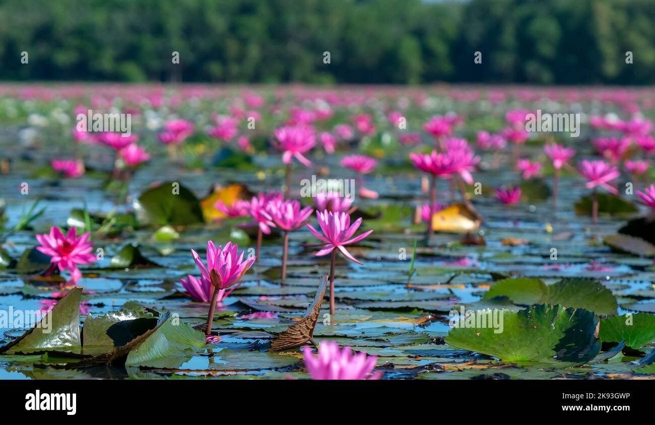 I gigli d'acqua fioriscono in una grande laguna allagata a Tay Ninh, Vietnam. I fiori crescono naturalmente quando l'acqua di alluvione è alta, rappresentano la purezza Foto Stock