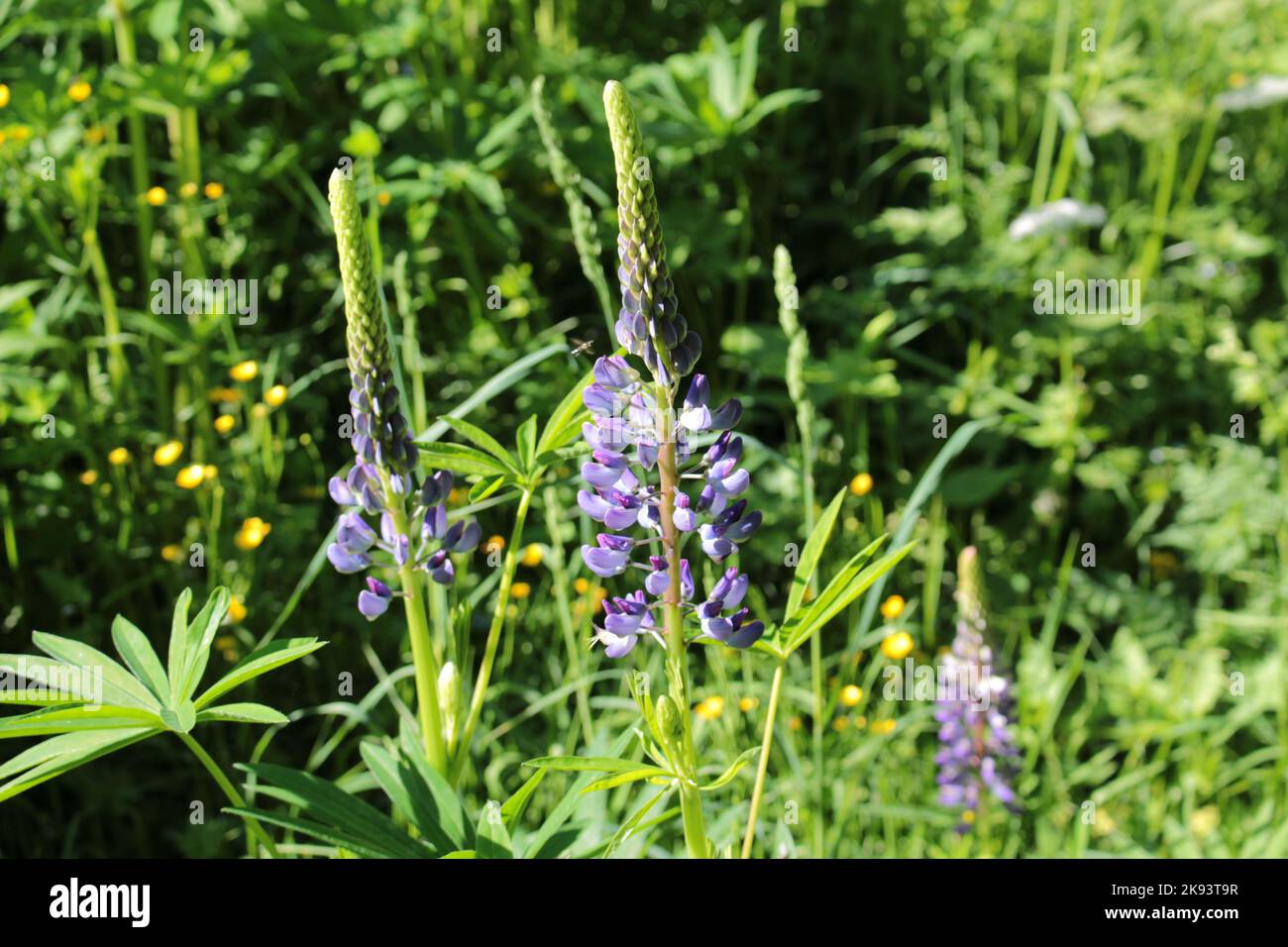 fiore di montagna lupino lupinus primo piano Foto Stock