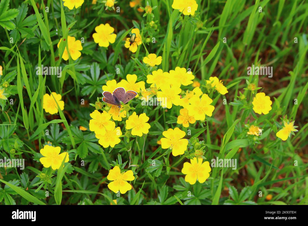 tormentilla di fiore giallo con farfalla lycaena helle Foto Stock