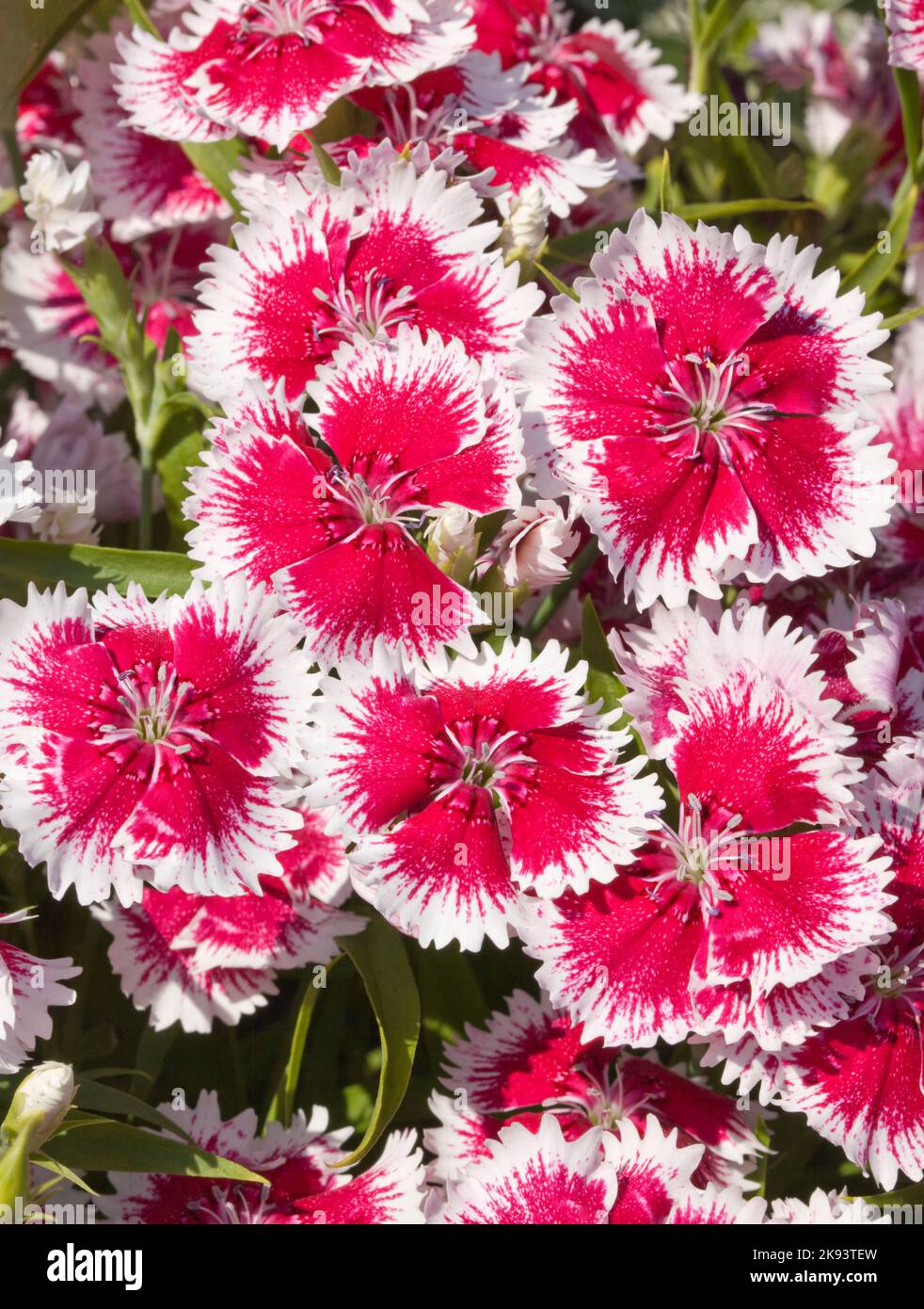 Mix "Summer Splash" di Dianthus Foto Stock