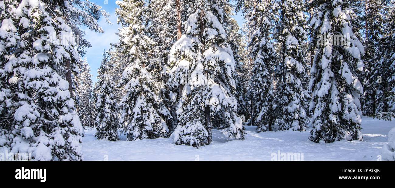 Paesaggio invernale con coperte di neve alberi. Foto Stock