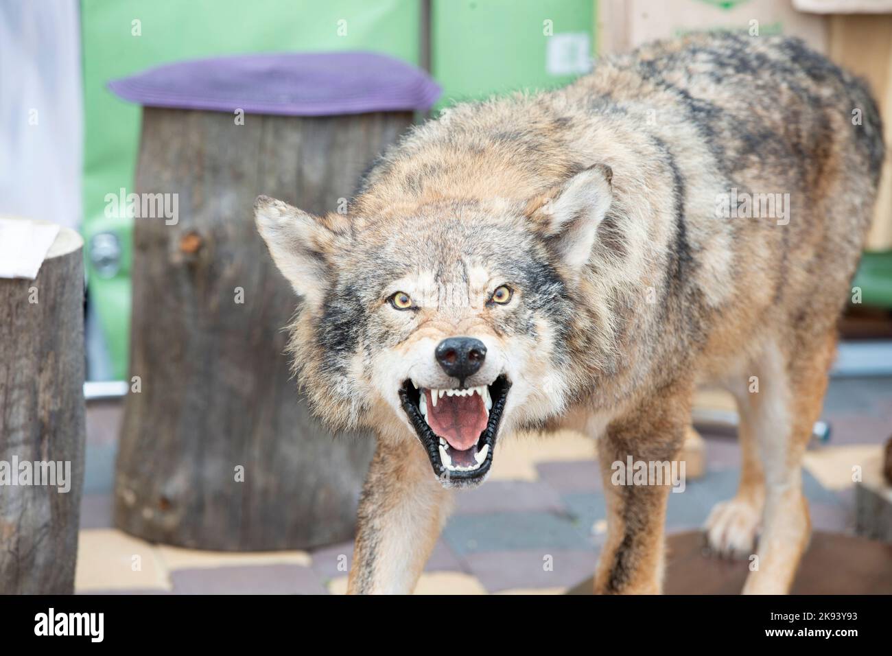 Lupo ripieno con bocca di grinning. Foto Stock