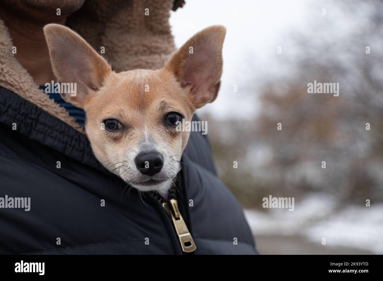 Un cane chihuahua si siede in una giacca da uomo per una passeggiata in inverno sulla strada, il cane si congela e si siede in una giacca al freddo Foto Stock