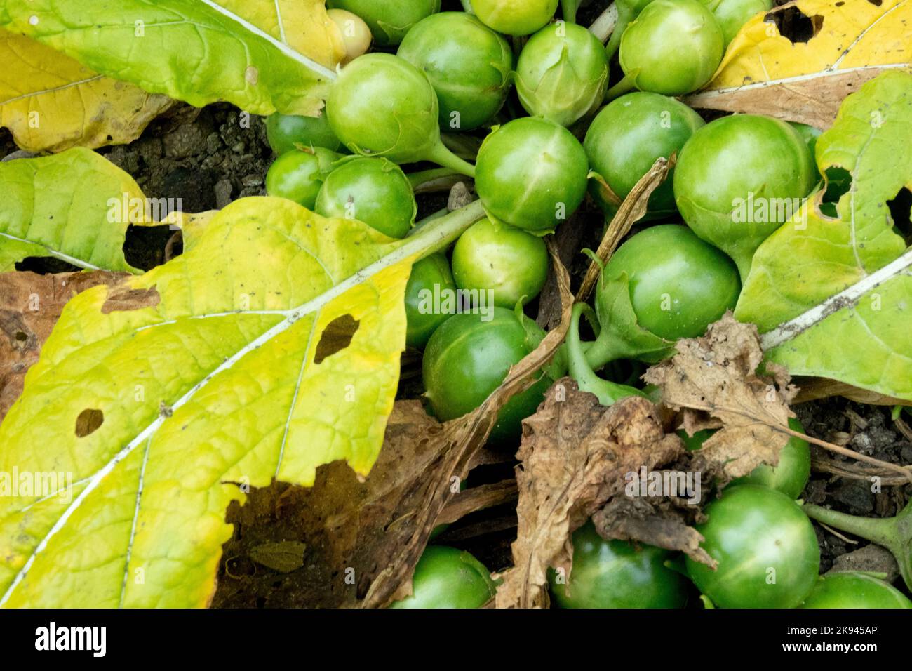 Mandrake la pianta mago Mandrake la misteriosa pianta del Medio Evo Devils Apple, frutti, Mandragora officinarum bacche Foto Stock