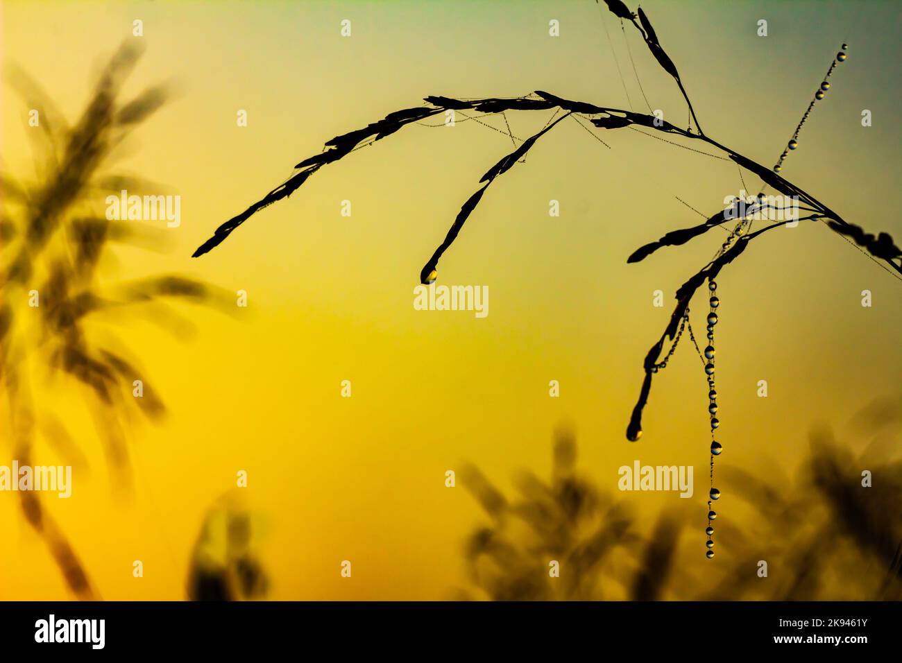 Le gocce di rugiada su un velo d'erba appeso ai gambi d'erba risplendono alla luce del sole del mattino come diamanti in una collana. Foto Stock