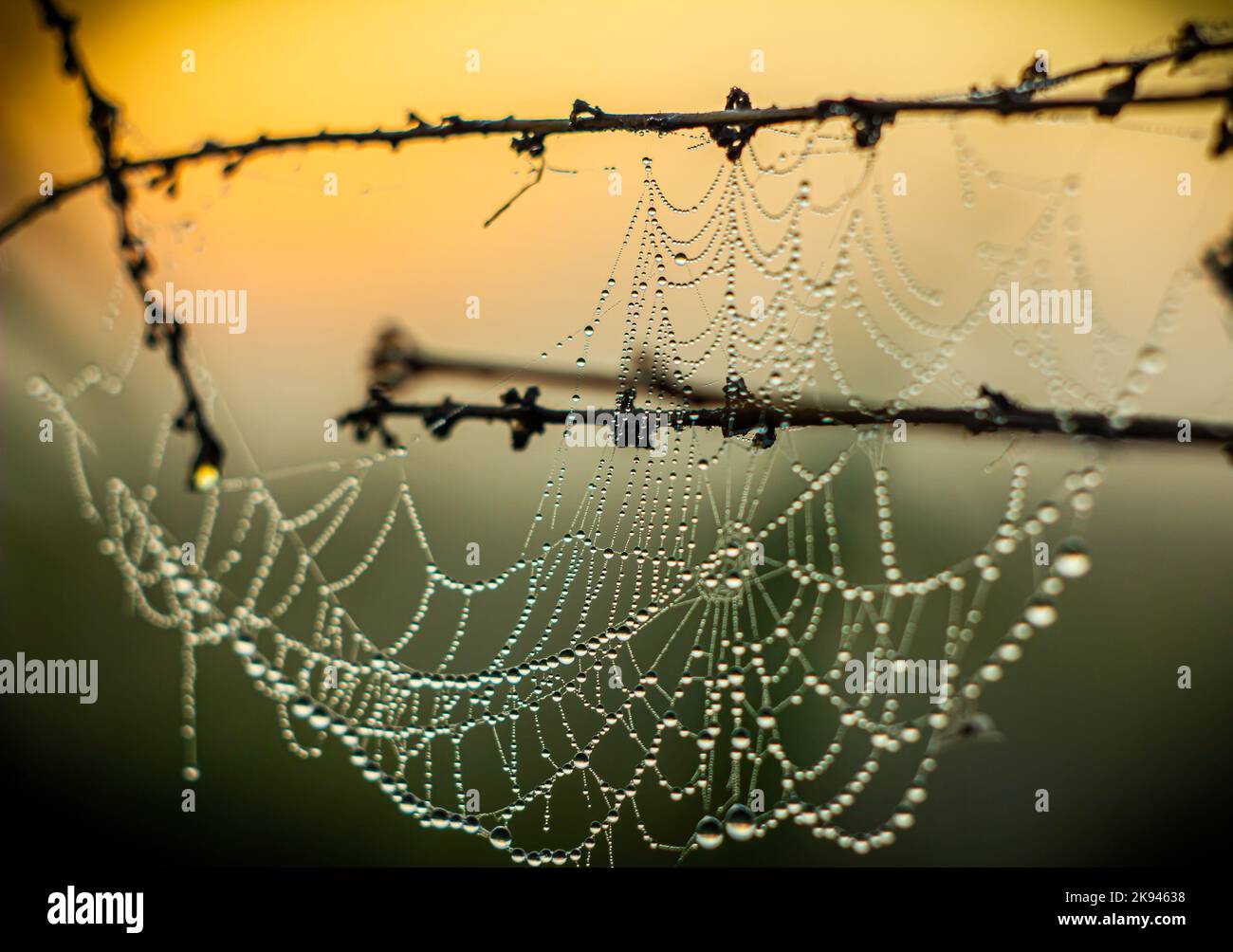 Le gocce di rugiada su un velo d'erba appeso ai gambi d'erba risplendono alla luce del sole del mattino come diamanti in una collana. Foto Stock