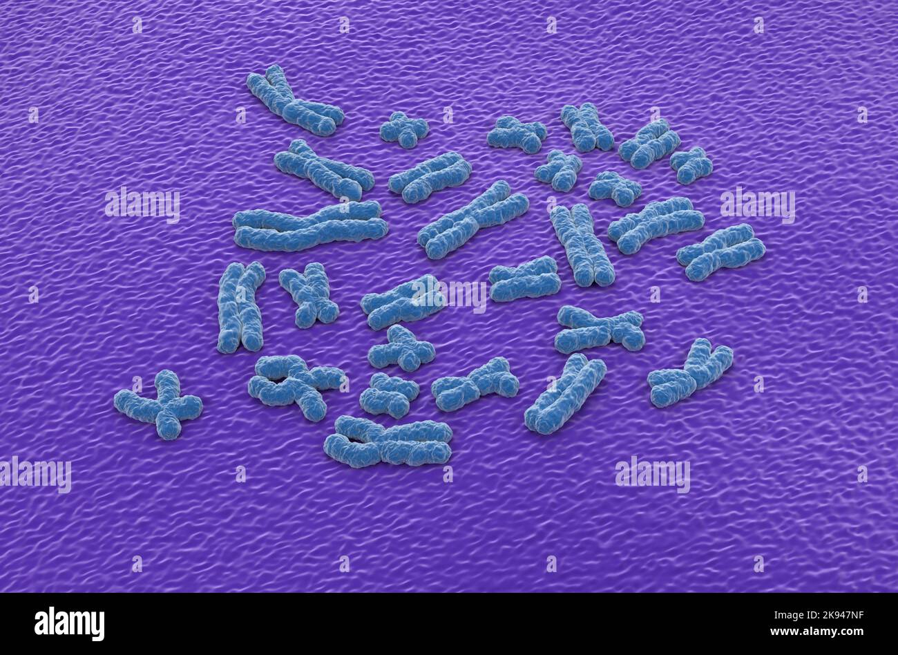 Cromosomi umani (23 + X, Y) strutture fatte di proteina e di una singola molecola di DNA - vista isometrica illustrazione 3D Foto Stock