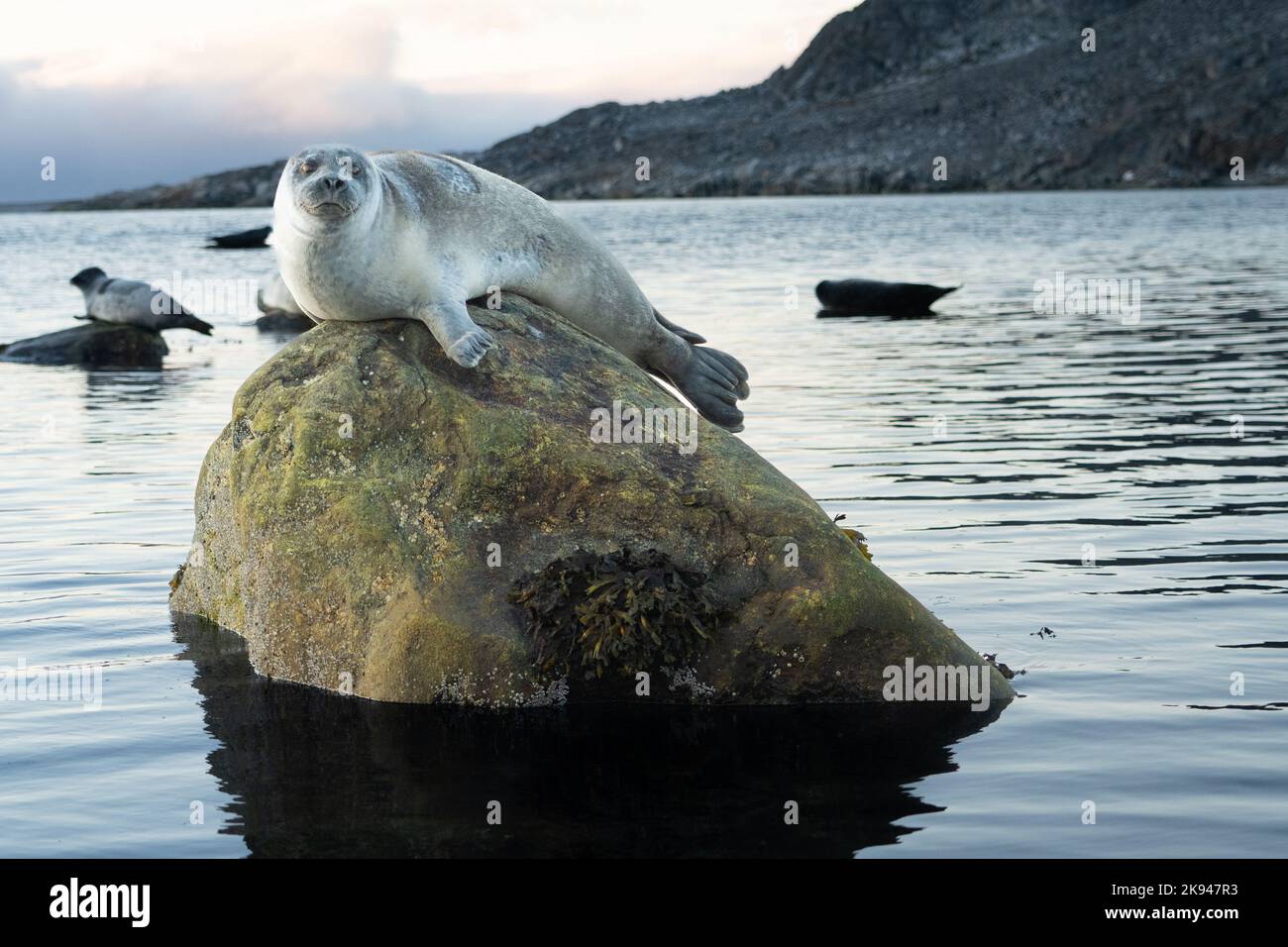 Il porto (o porto) guarnizione (Phoca vitulina), noto anche come la guarnizione comune, è una vera e propria guarnizione di tenuta che si trova lungo la temperata e Artico litorali marini del Foto Stock