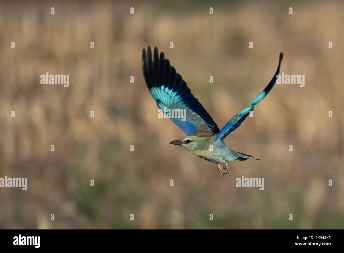 Rullo europeo (Coracias garrulus). Questo uccello migrante è l'unico membro della famiglia degli uccelli a roller ad allevare in Europa. Si trova anche in Medio Oriente, Foto Stock