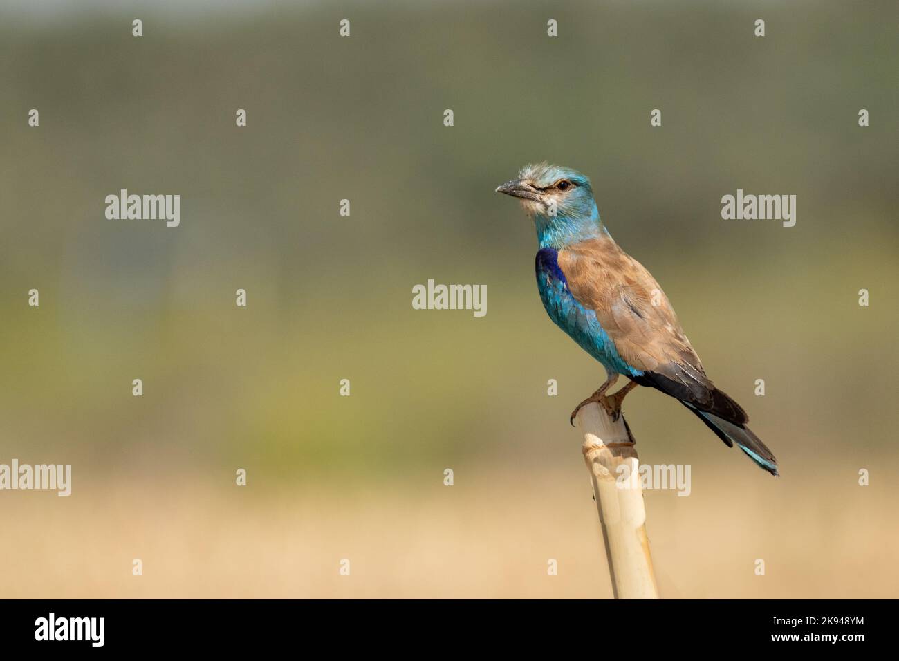 Rullo europeo (Coracias garrulus). Questo uccello migrante è l'unico membro della famiglia degli uccelli a roller ad allevare in Europa. Si trova anche in Medio Oriente, Foto Stock