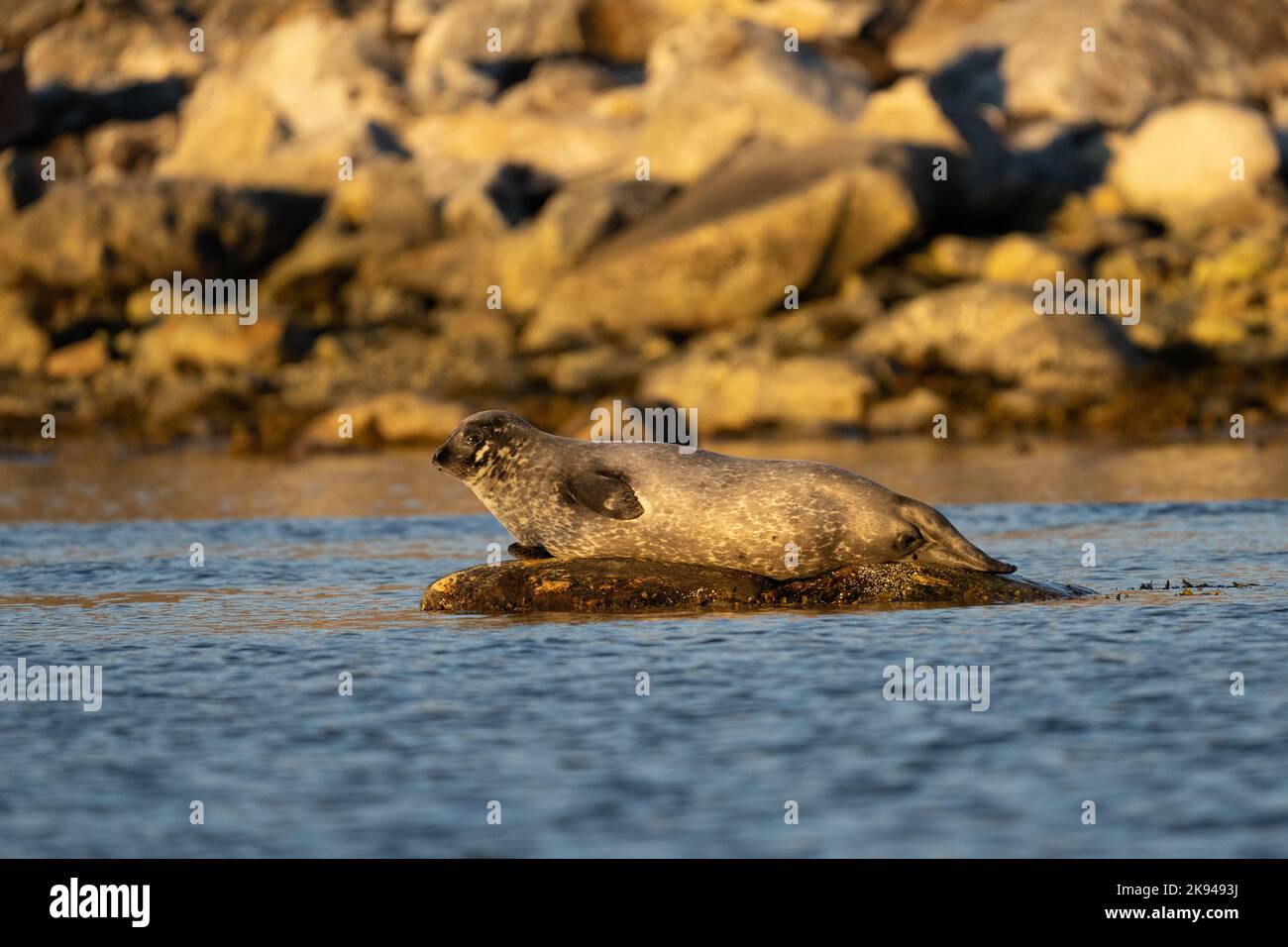 Il porto (o porto) guarnizione (Phoca vitulina), noto anche come la guarnizione comune, è una vera e propria guarnizione di tenuta che si trova lungo la temperata e Artico litorali marini del Foto Stock