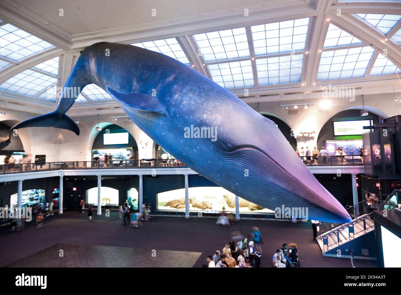 NEW YORK - LUGLIO 8: L'American Museum for National History di Newe York ospita una grande collezione di scheletri di dinosauri e praistoria anche umana ex Foto Stock