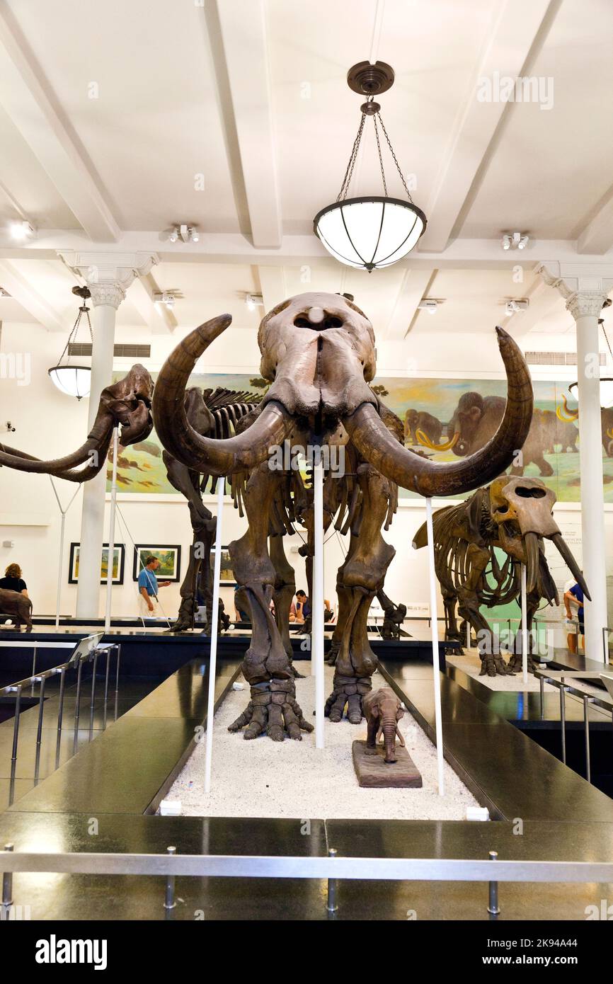 NEW YORK - LUGLIO 8: L'American Museum for National History di Newe York ospita una grande collezione di scheletri di dinosauri e praistoria anche umana ex Foto Stock
