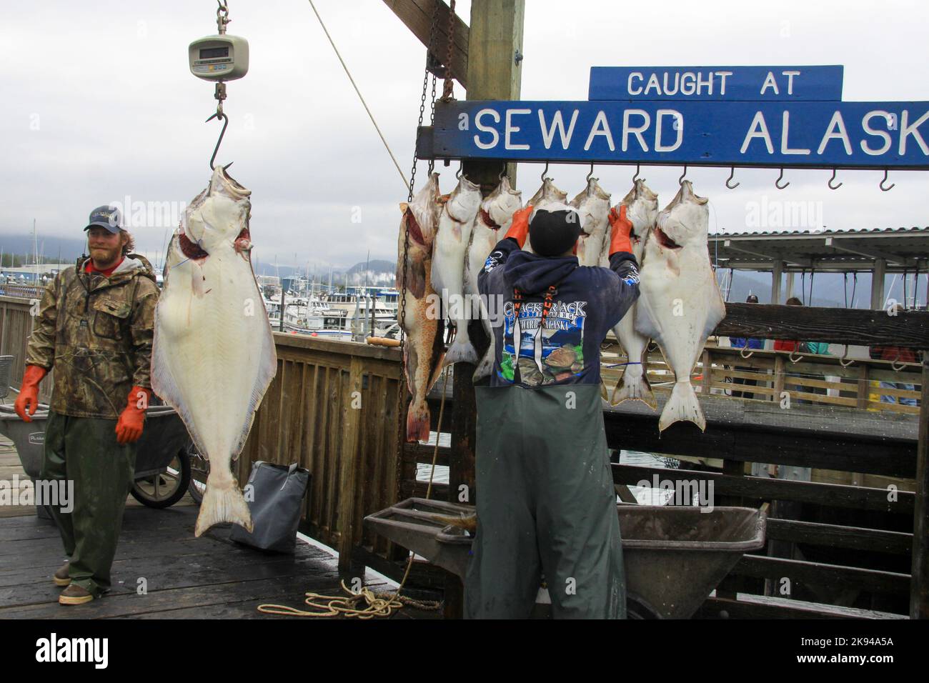 Pesando pesce a Seward, Alaska è una città di regola domestica incorporata in Alaska, Stati Uniti. Situato sulla Resurrection Bay, un fiordo del Golfo dell'Alaska Foto Stock