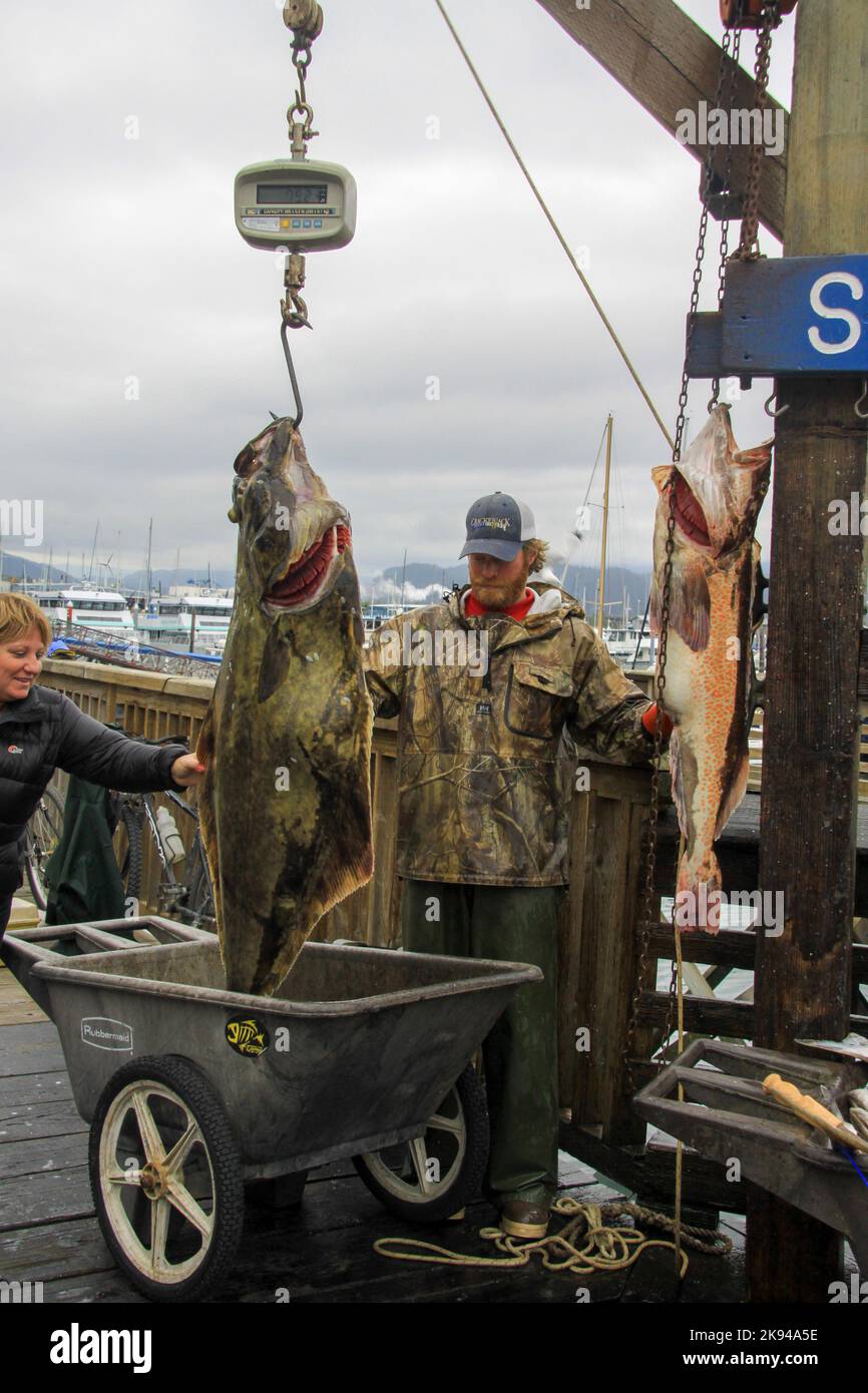 Pesando pesce a Seward, Alaska è una città di regola domestica incorporata in Alaska, Stati Uniti. Situato sulla Resurrection Bay, un fiordo del Golfo dell'Alaska Foto Stock