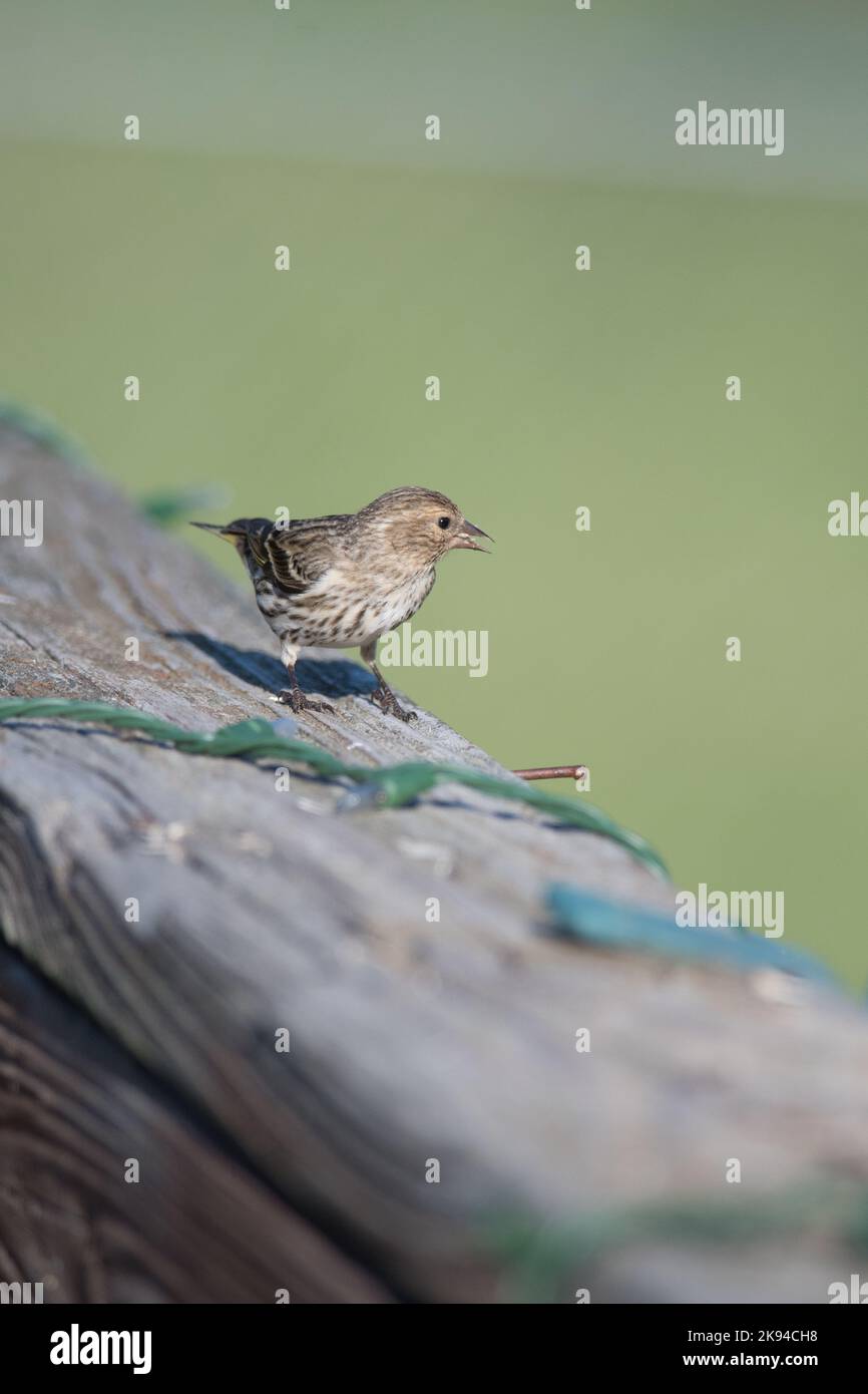 Pine Siskin atterrato su una ringhiera ponte Foto Stock