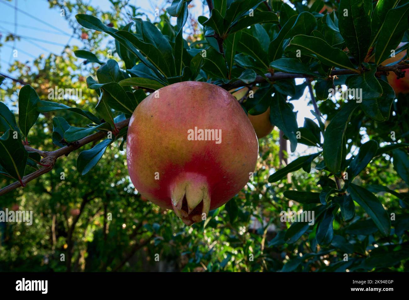 Granatapfel (Punica granatum), Frucht an einem Zweig, Georgien Foto Stock