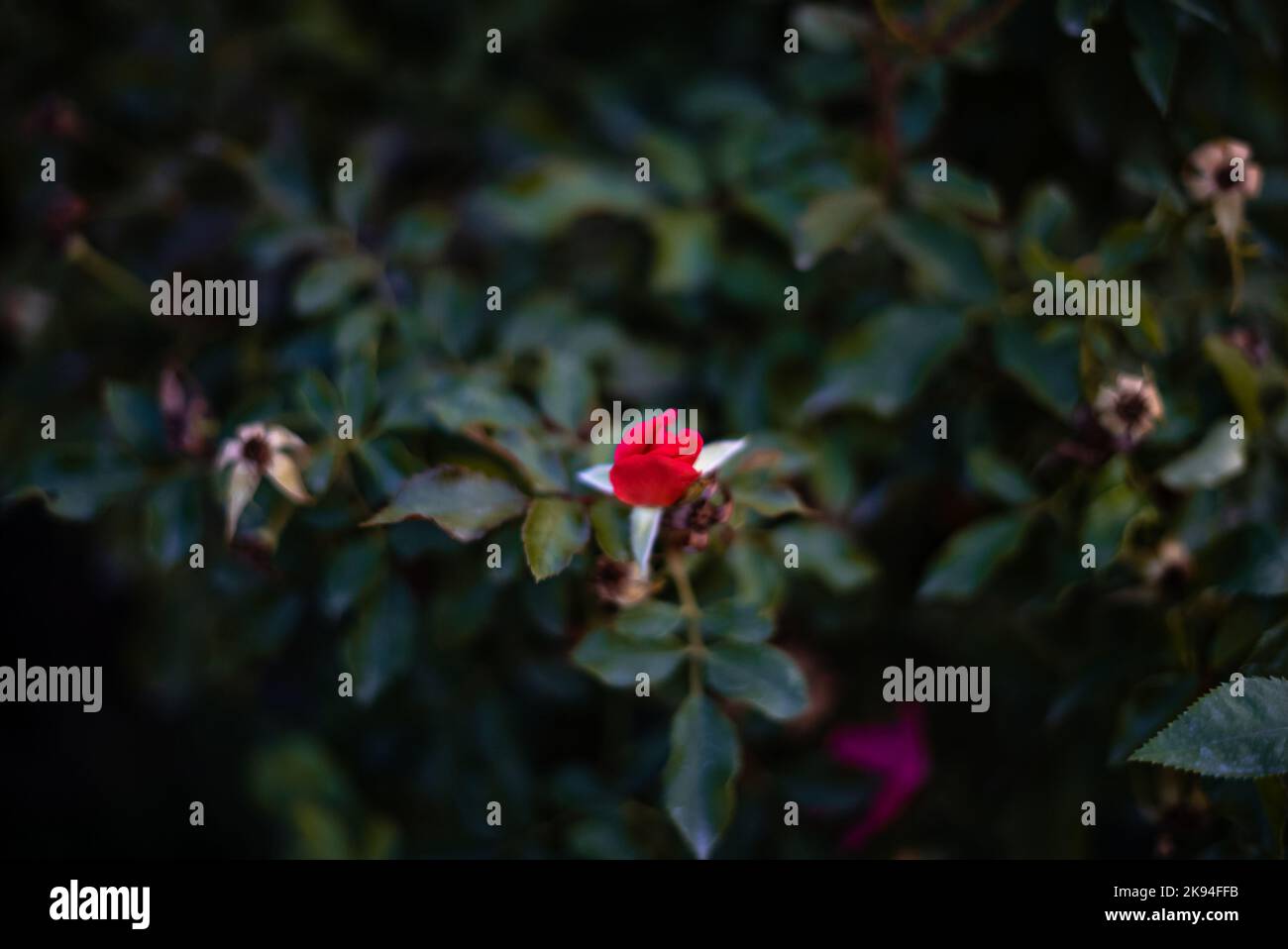 Germoglio di rosa rosso su sfondo verde scuro delle foglie. Germoglio di rosa rosso o rosso con foglie verdi. Idea di concetto pianta foto. Effetto di messa a fuoco selettivo. Foto Stock