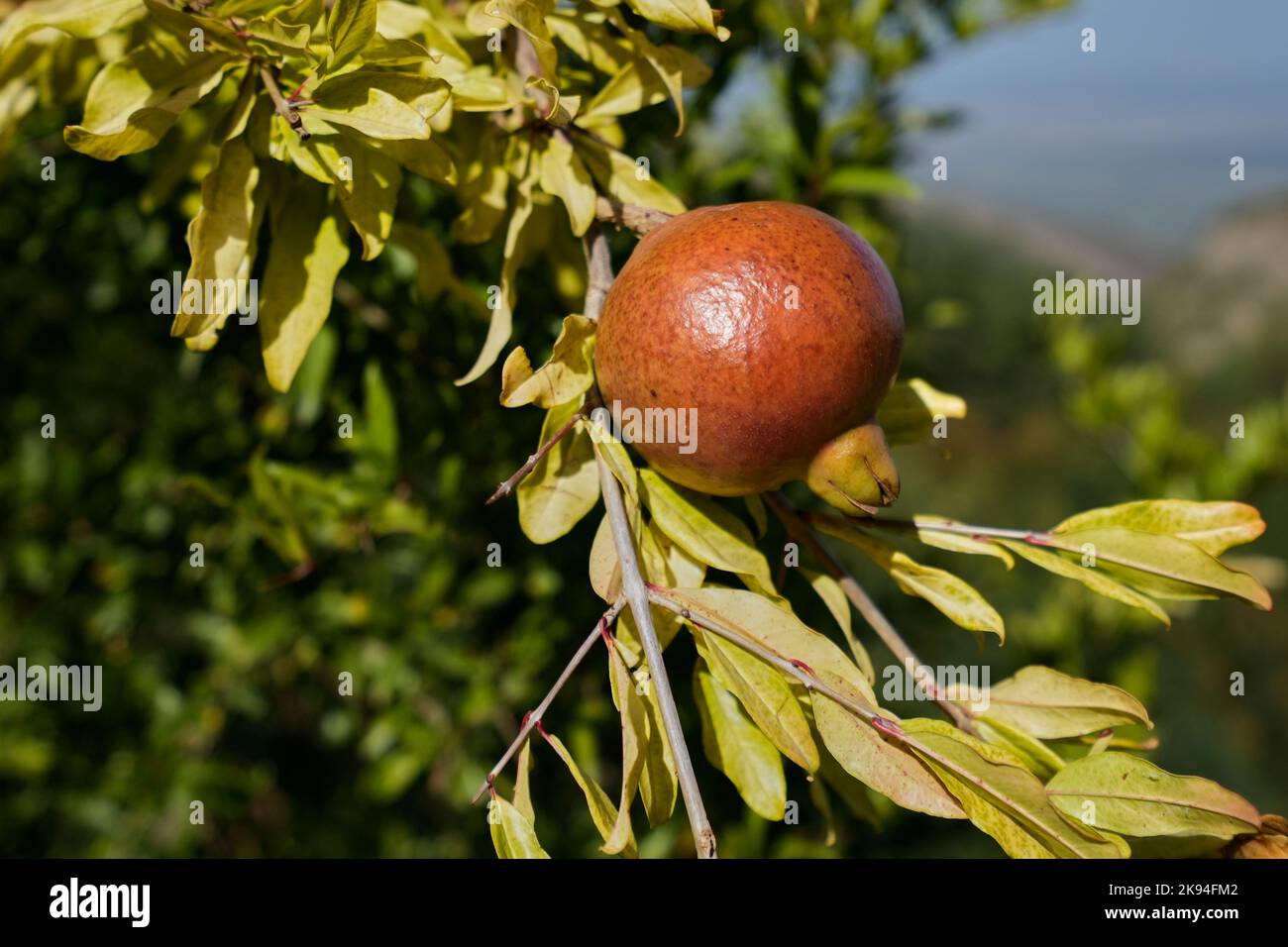 Granatapfel (Punica granatum), Frucht an einem Zweig, Georgien Foto Stock